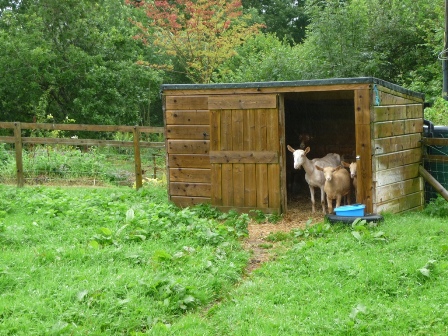 Harris' Goats