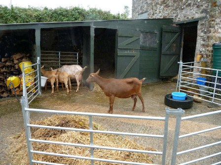 Harris' Goats