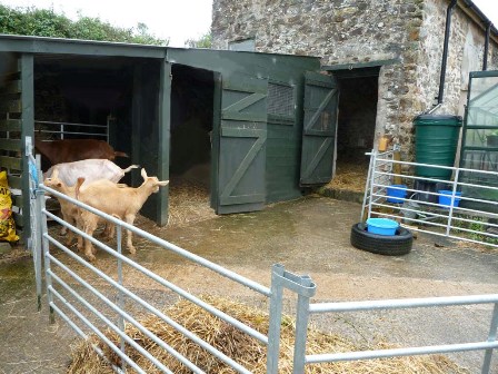 Harris' Goats
