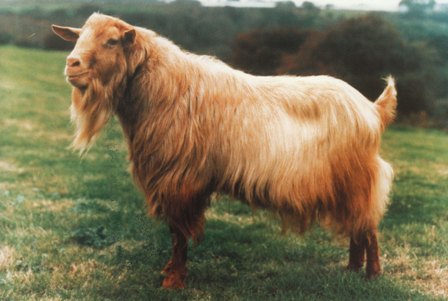 Hazeltons Jaonnet (Guernsey)