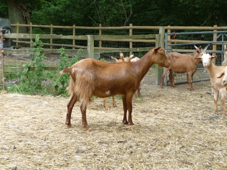 Heathley Amber