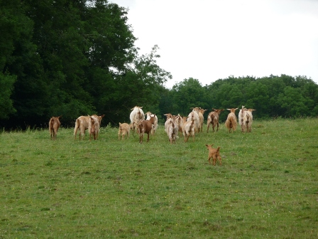Heathley Goats