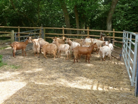 Heathley Goats