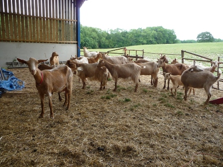 Heathley Goats