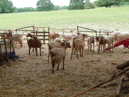 Heathley Goats