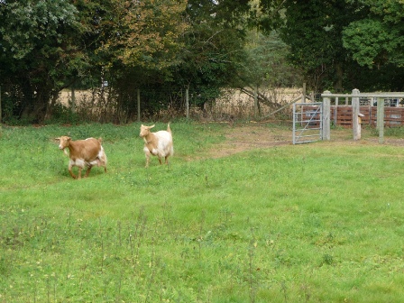 Hogmoor Goats