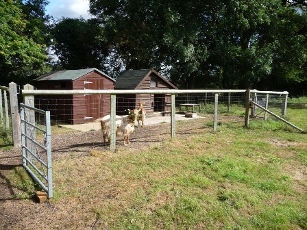 Hogmoor Goats