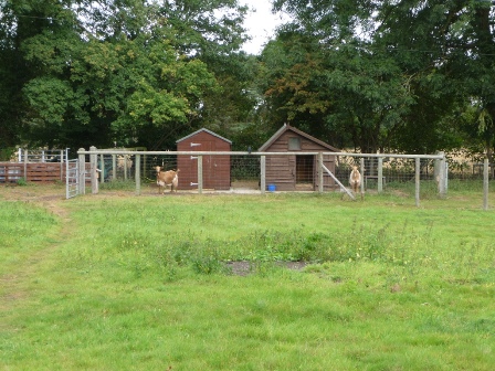 Hogmoor Goats