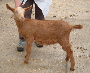Ivybeck Skylark