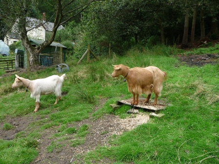 James' Goats