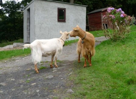 James' Goats