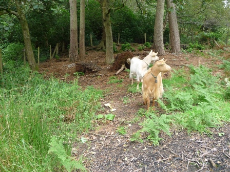James' Goats