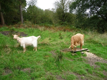 James' Goats