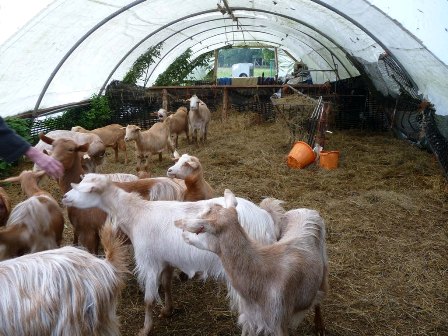 Janig Goats