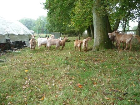 Janig Goats