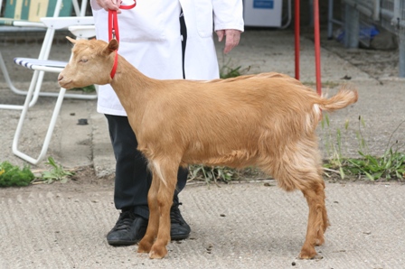 Kastana Dorrita
