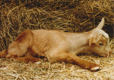Kid Resting
