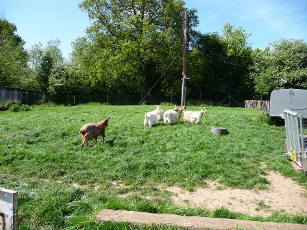 Landseer Goats