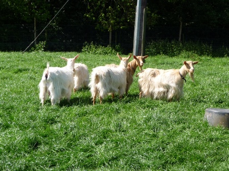 Landseer Goats