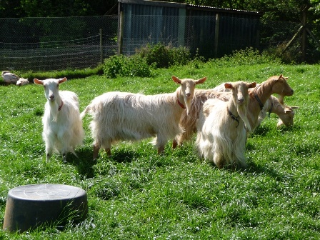 Landseer Goats