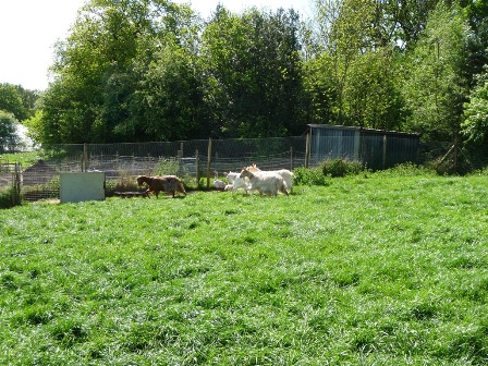 Landseer Goats
