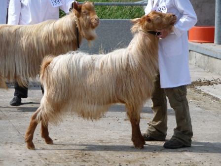 Lanfedigid Romeo