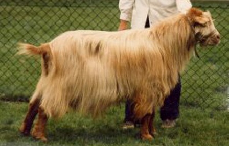Les Annevilles Marmaduke (Imported)