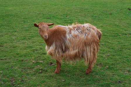 Lisean Sasha