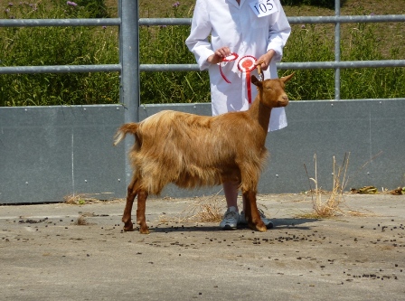 Loeknoll Sprite