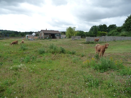 Lopcombe Goats