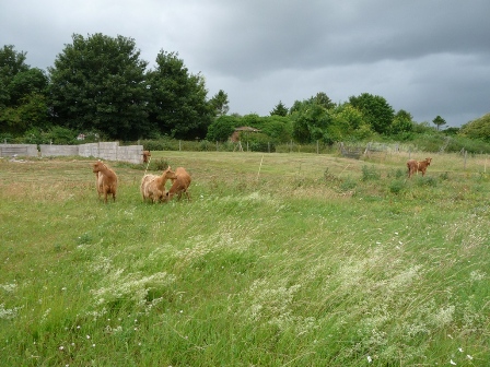 Lopcombe Goats