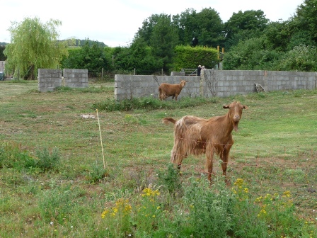 Lopcombe Goats