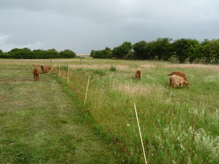Lopcombe Goats