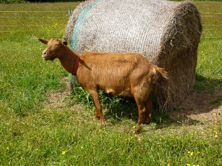Melmagoldn Jackarinda (Imp)