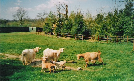 Moss Herd