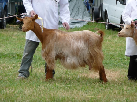 Naypauls Vequitta