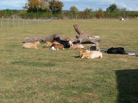 Oddsfarm Park