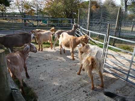 Oddsfarm Park