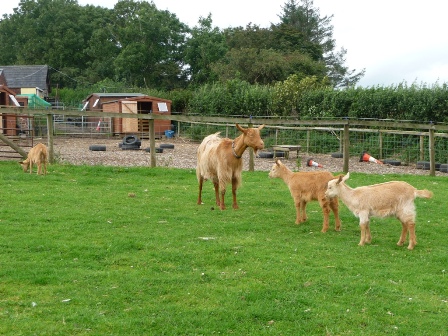 Pentop Goats
