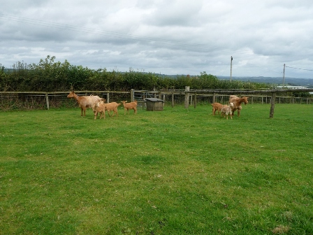 Pentop Goats