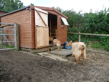 Pentop Goats
