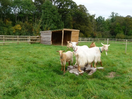 Perllan Goats