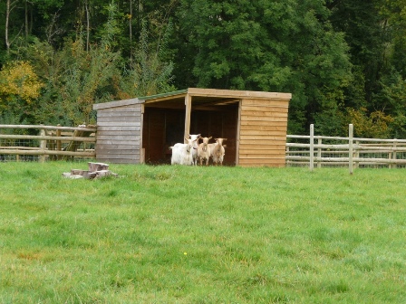 Perllan Goats