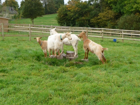 Perllan Goats