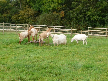 Perllan Goats