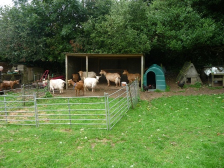 Priestacot Goats