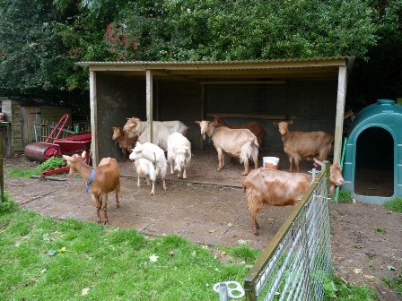 Priestacot Goats