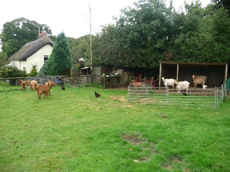 Priestacot Goats