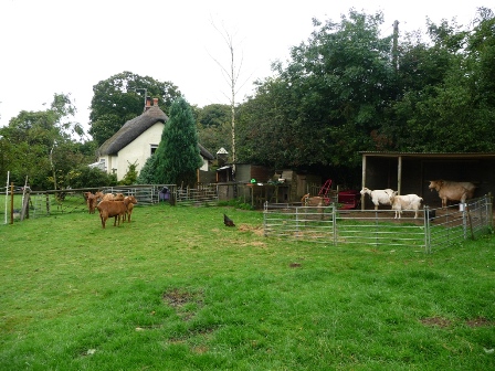 Priestacot Goats