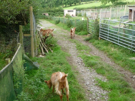 Rhosyn Goats